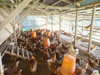 Producer image